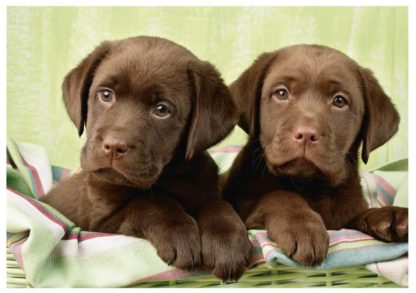 Puzzle 500 dílků, dva labradoři - Image 2