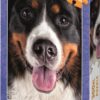 Puzzle 300 dílků, hlava psa